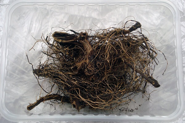 Сушеный маралий корень Сухой маралий корень