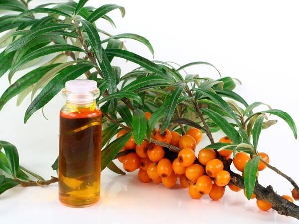 Веточка с ягодами облепихи Лечебные свойства облепихового масла
