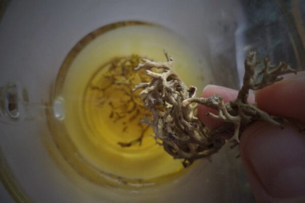 Водный настой исландского мха Исландский мох - настой