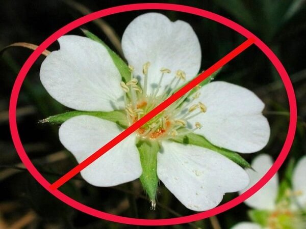 Кому нельзя принимать препараты на основе лапчатки белой Лапчатка белая - противопоказания