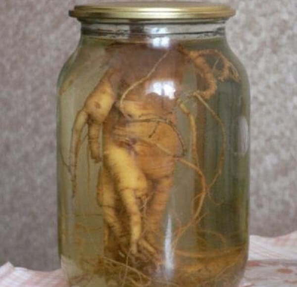 Спиртовая настойка корня женьшеня в стеклянной банке Настойка женьшеня в банке