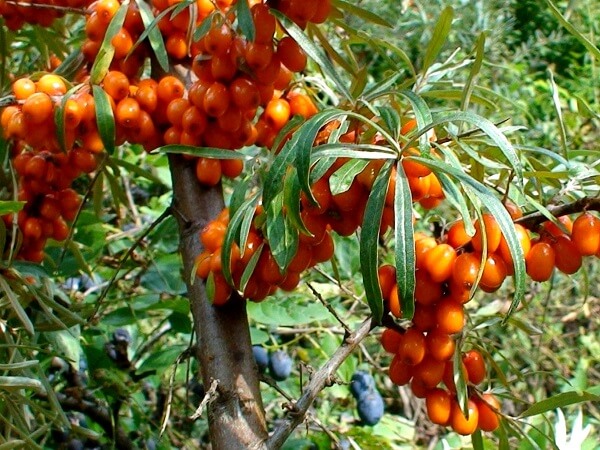 Дерево облепихи с ягодами Облепиха - фото