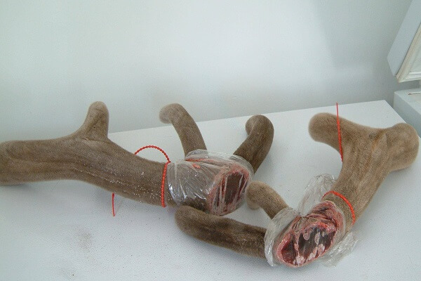 Срезанные панты марала Панты марала - фото