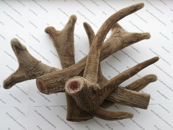 Срезанные панты марала Панты алтайского марала