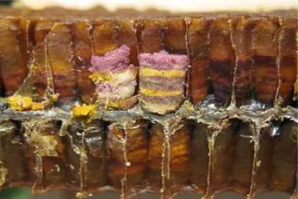 Как выглядит перга в сотах Перга в сотах - фото