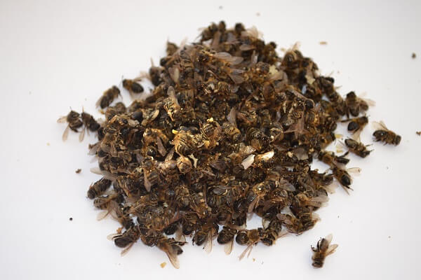 Пчелиный подмор - фото