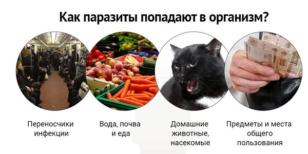 Способы попадания паразитов в организм человека Переносчики паразитов