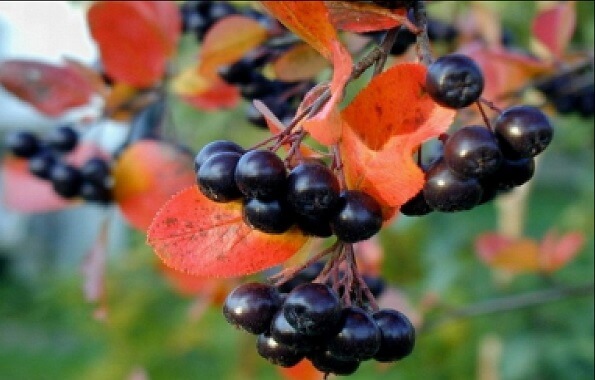 Ягоды черноплодной рябины Черноплодная рябина - фото