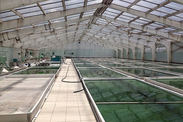 Бассейн в котором выращивают спирулину Как выращивают спирулину