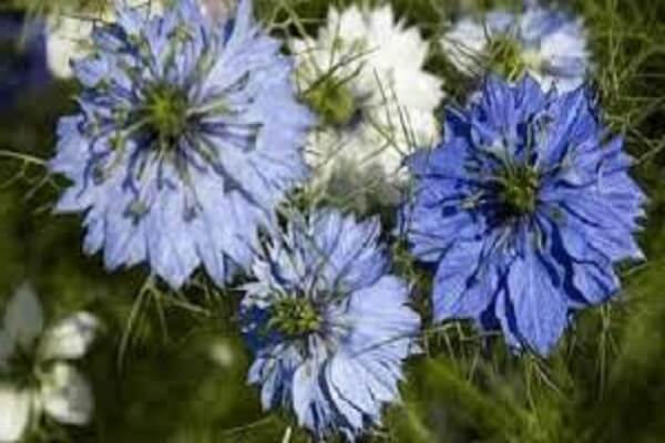 Цветки черного тмина Черный тмин - растение