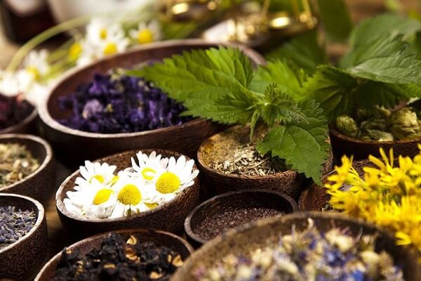 Лекарственные растения - фото Лекарственные травы