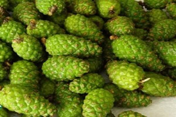 Молодые кедровые шишки Шишки кедровые для варенья