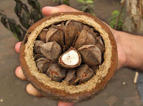 Чем полезен бразильский орех? Noix-du-brésil.jpg