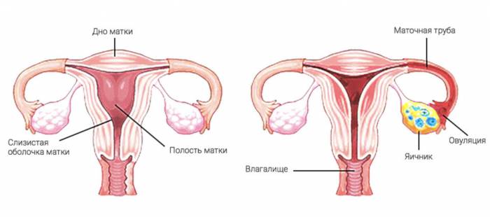 Лечение вторичной аменореи - Лечение вторичной аменореи