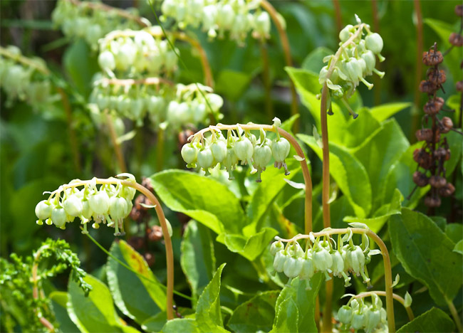 cvetok.jpg cvetok.jpg