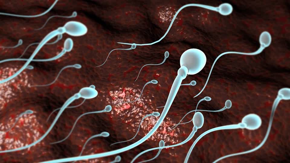 610503844-spermatozoon-fertilization-conception-fallopian-tube-drifting-floating.jpg 610503844-spermatozoon-fertilization-conception-fallopian-tube-drifting-floating.jpg