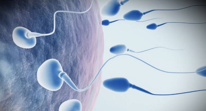 Диагностика мужского бесплодия - Диагностика мужского бесплодия
