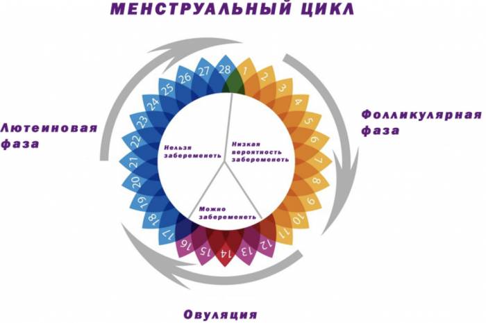 Что регулирует менструальным циклом женщины - Что регулирует менструальным циклом женщины